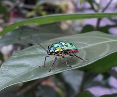 Chrysocoris