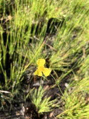 Xyris elliottii