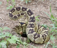 Crotalus molossus molossus
