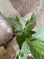 Petiveria alliacea