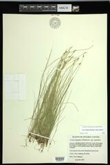 Carex leptalea leptalea