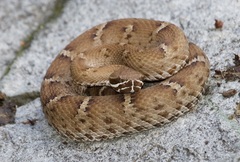 Crotalus willardi