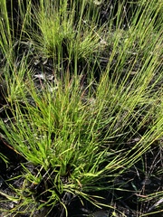 Xyris elliottii