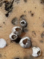 Amphibalanus eburneus