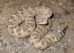 Crotalus cerastes