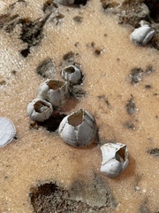 Amphibalanus eburneus