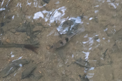 Striuntius lateristriga