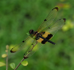 Rhyothemis phyllis