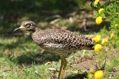 Burhinus capensis
