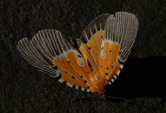 Peridrome orbicularis