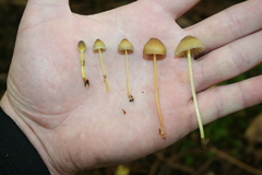 Mycena epipterygia