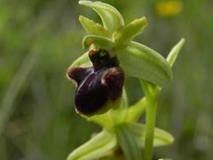 Ophrys sphegodes sphegodes