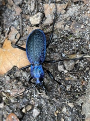 Carabus intricatus