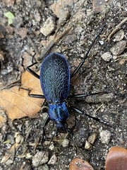 Carabus intricatus