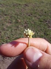 Pfaffia gnaphalioides