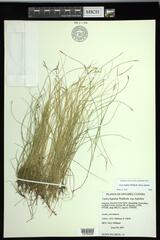 Carex leptalea leptalea