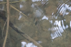 Striuntius lateristriga