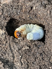 Lucanidae