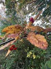 Scandosorbus