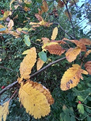 Scandosorbus