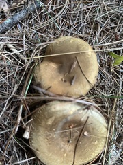 Paxillus