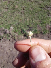 Pfaffia gnaphalioides