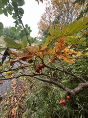 Scandosorbus
