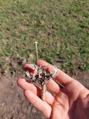 Pfaffia gnaphalioides