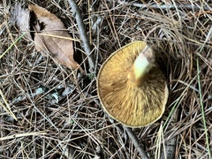 Paxillus