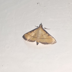 Cnaphalocrocis