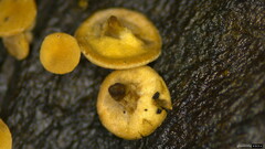 Sclerotiniaceae