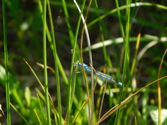 Enallagma durum