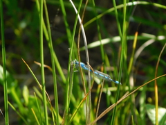 Enallagma durum