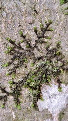 Frullania dilatata
