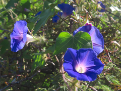 Ipomoea hederacea