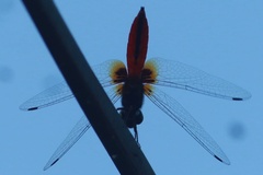 Aethriamanta brevipennis
