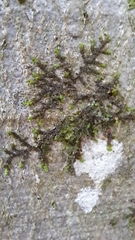 Frullania dilatata