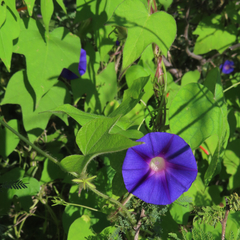 Ipomoea hederacea