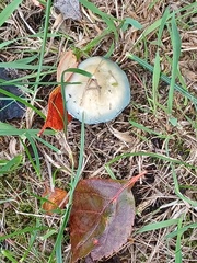 Stropharia caerulea