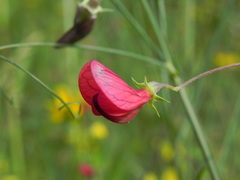 Lathyrus setifolius