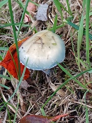 Stropharia caerulea