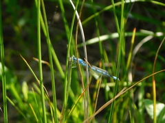 Enallagma durum