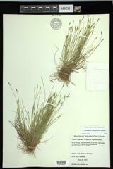 Carex leptalea leptalea