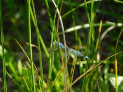 Enallagma durum