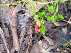 Dysdera