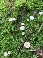 Paragymnopus perforans