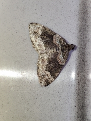 Catarhoe basochesiata