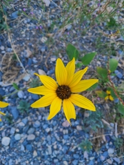 Helianthus petiolaris