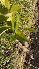 Lysimachia vulgaris