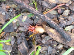 Dysdera